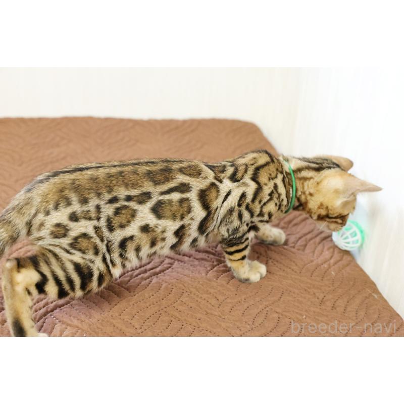 成約済の大阪府のベンガル-124883の6枚目